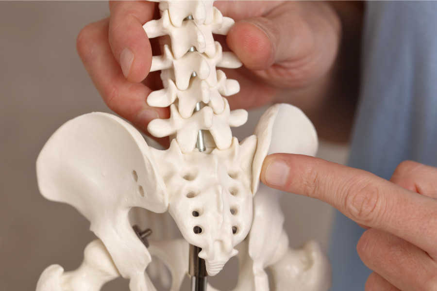 3D diagram of a pelvis